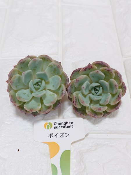 画像1: (19)ポイズン (1)